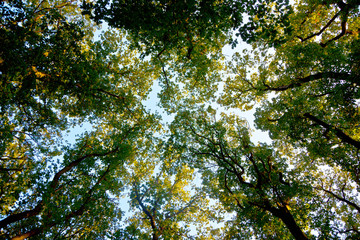 crown of tree with colorful leaves and blue sky