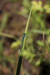 libellula