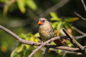 Cardinal Female