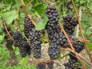 rote Trauben