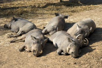 Warthogs Sleeping in the sun