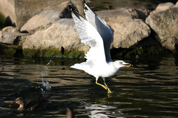Ring-billed Gull Larus delawarensis