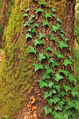 Old pine tree trunk covered with moss and other plants.