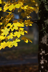 Autumn yellow leaves