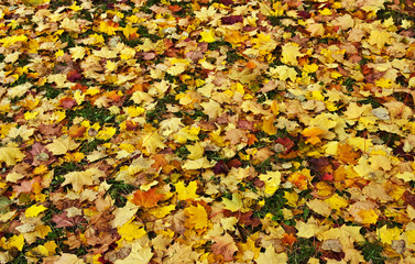Naklejka na ściany i meble Colourful pile of leaves