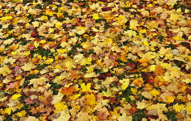 Colourful pile of leaves