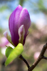 Blossoming of magnolia