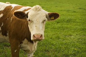 Fototapeta na wymiar Cow or cattle breeding