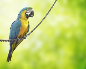 オウム