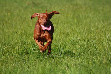 Magyar Vizsla Rüde