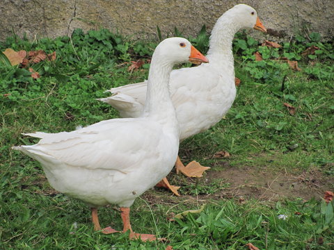 G&auml;nse
