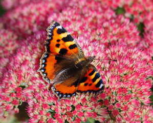 Tortoiseshell Butterfly (Aglais Urticae)