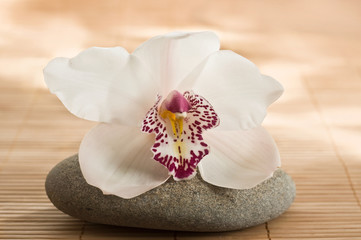 orchidée zen