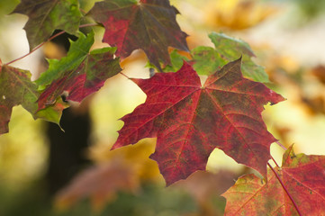 Herbstlich verfärbte Ahornblätter