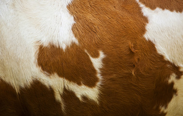Pelle di Mucca