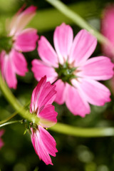 Obraz premium dreams