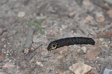 raupe