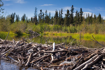 Beaver's Dam and Lodge © PiLensPhoto
