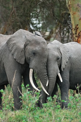 Obraz premium African elephant