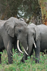 Fototapeta premium African elephant