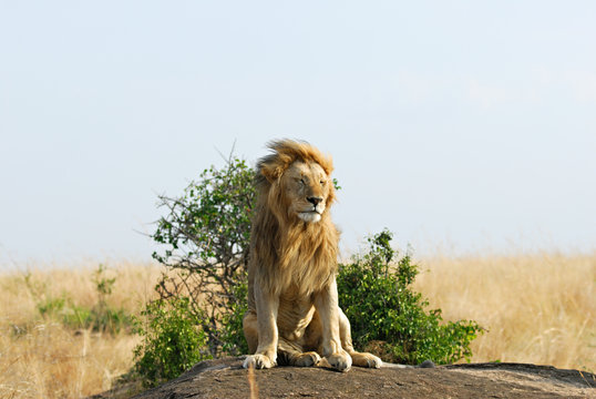 Fototapeta Relaxing lion with flowing mane
