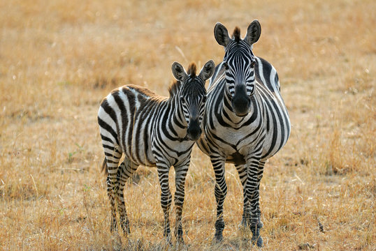 Fototapeta Zebra with foal