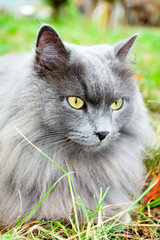 Naklejka na ściany i meble beautiful gray cat with yellow eyes