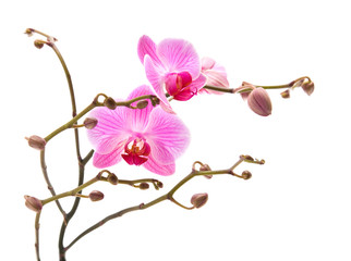 pink stripy phalaenopsis orchid isolated on white,
