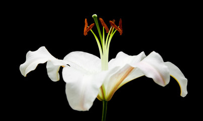 white lily flower isolated on black background;