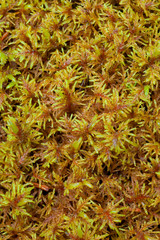 Obraz premium Peat Moss (Sphagnum) Background Pattern Texture