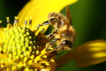 work bee