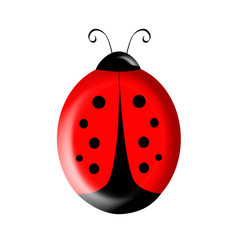 Ladybird Illustration