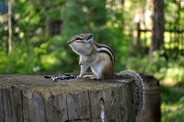 Chipmunk (бурундук) на пне