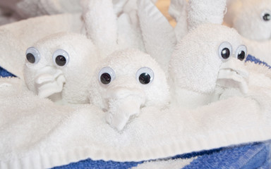 Towellling Baby Chicks