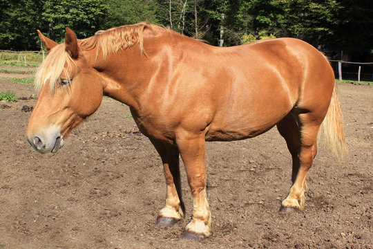 Cheval