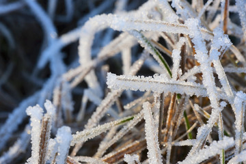 Hoarfrost grass