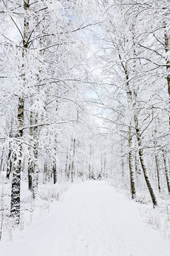 Fototapeta Winter footpaths