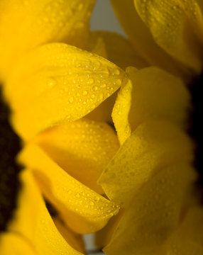 Wet Sunflower Petals
