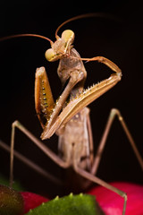Mantis religiosa