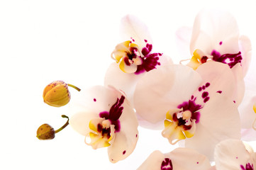 White lady slipper (orchid)