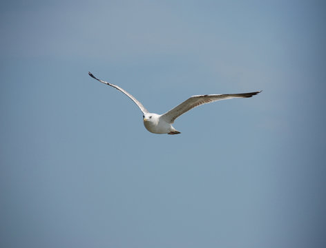 gull in the sky