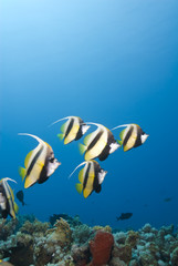 Fototapeta na wymiar Small school of Red Sea Bannerfish against a blue background.