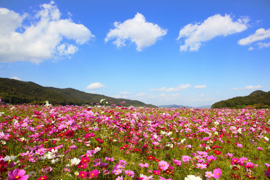 コスモス Images – Browse 85,713 Stock Photos, Vectors, and