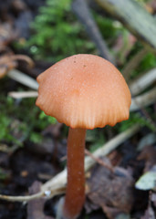 Fungus