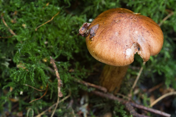 Fungus