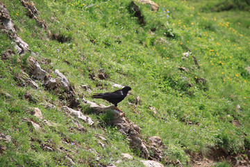 Corbeau