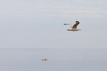 Seagull flying over a boat