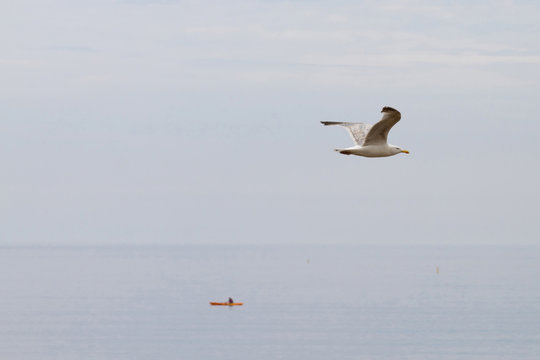 Seagull flying over a boat