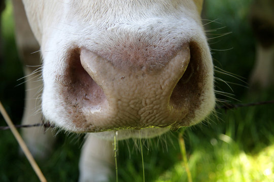 gros plan museau vache