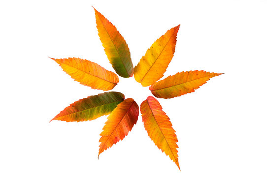 Herbstbl&auml;tter